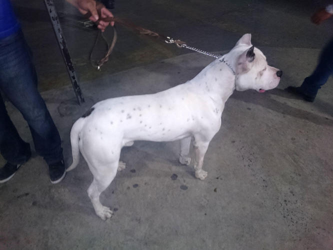 This is a real dog: Dogo Argentino!!!