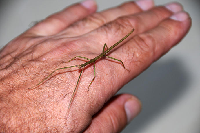 Visit of a stick insect