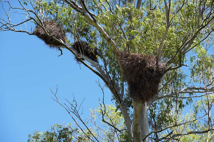 Close up of parrot nests