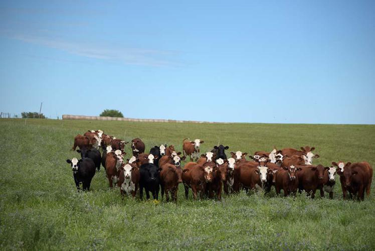 Curious cows