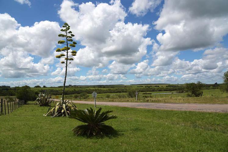 Agave blooming