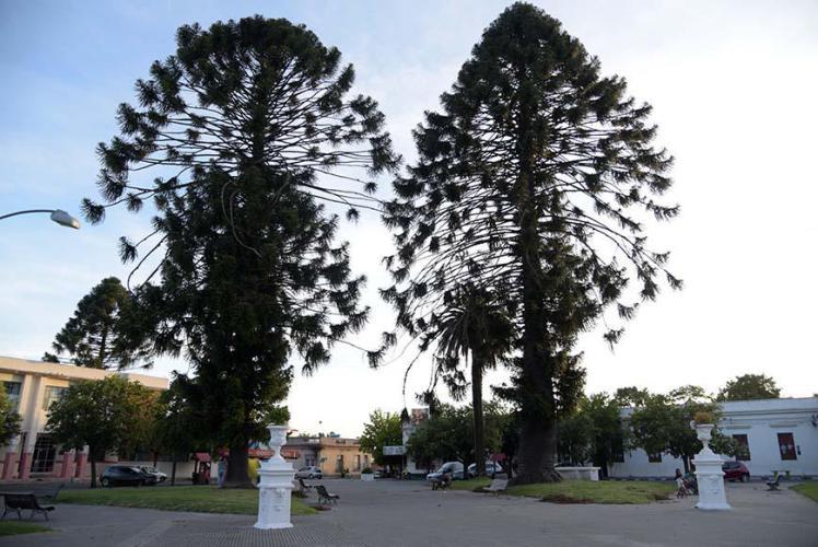 Huge trees on the main square