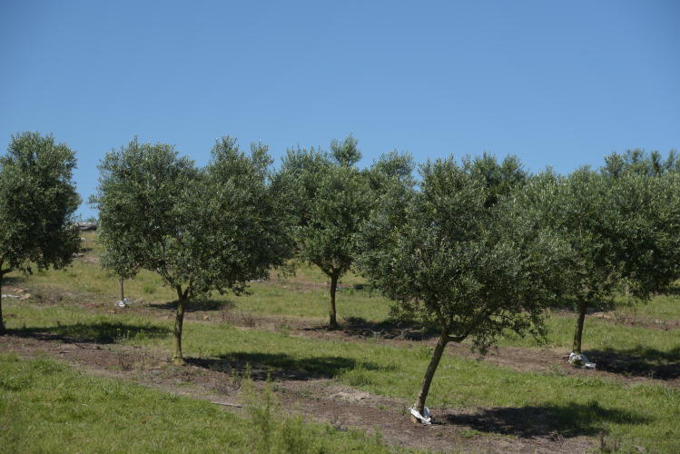 Olives tree plantation