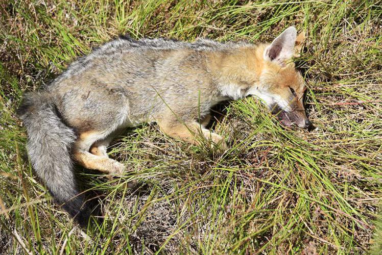 Recently died fox