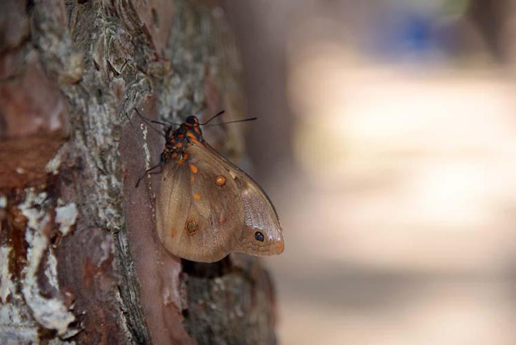 Butterfly visit