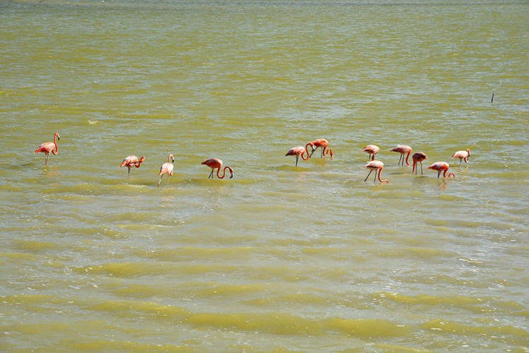 First flamingos