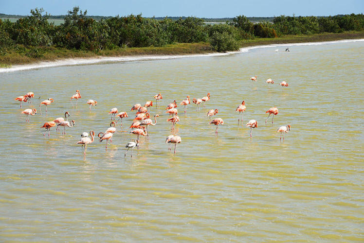 More flamingos