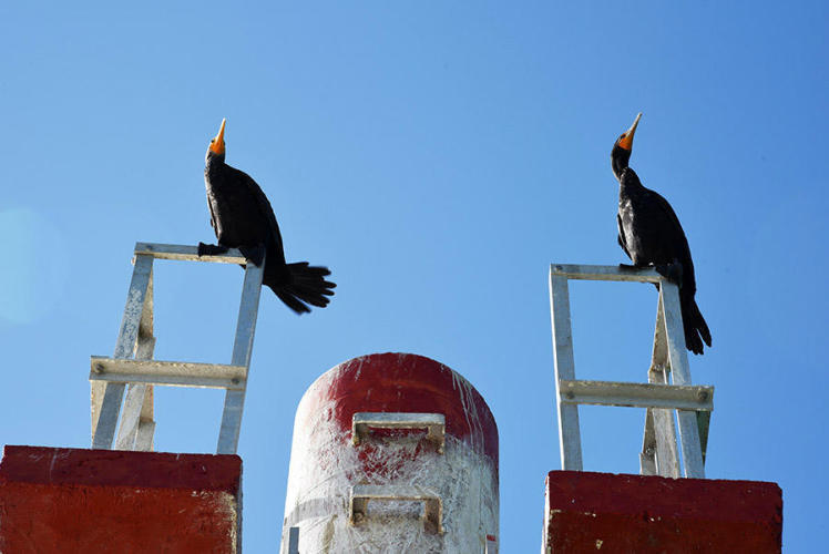 Birds ballet