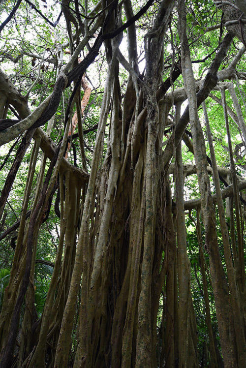 Huge tree