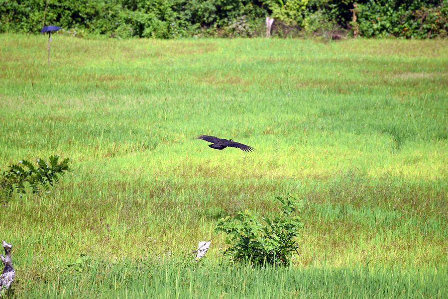 Peacock flying