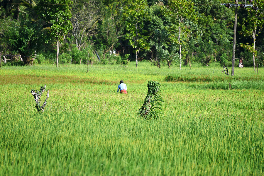 Farmer in the rise field