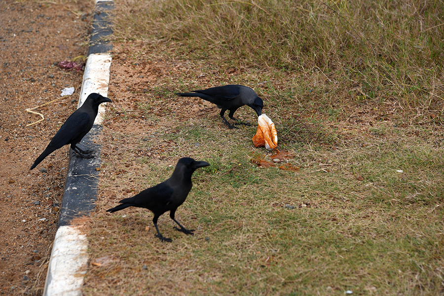 Sharing with the crows