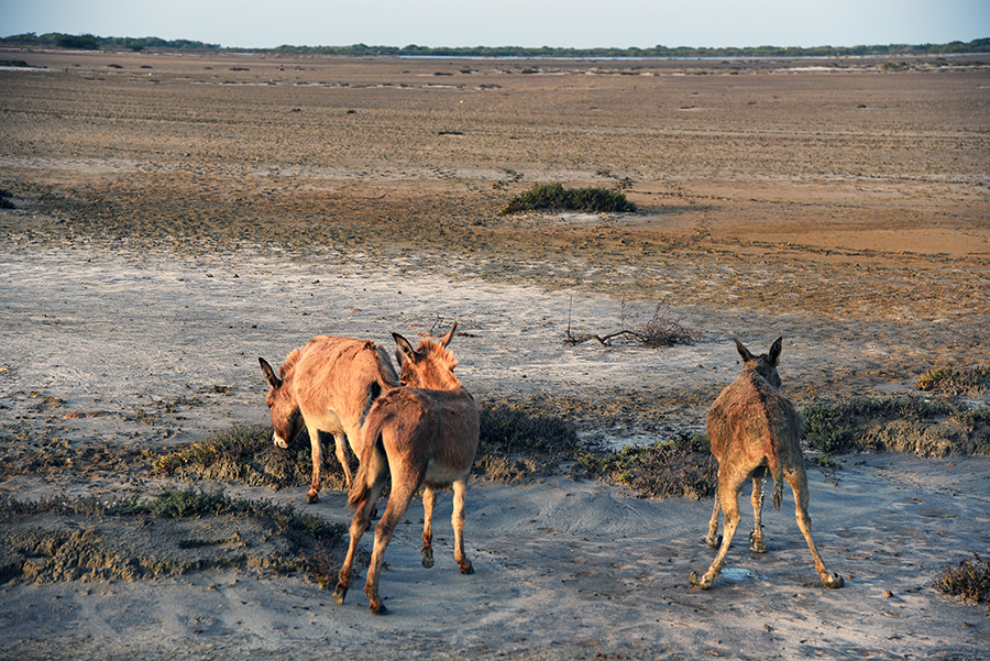 Wilde donkeys