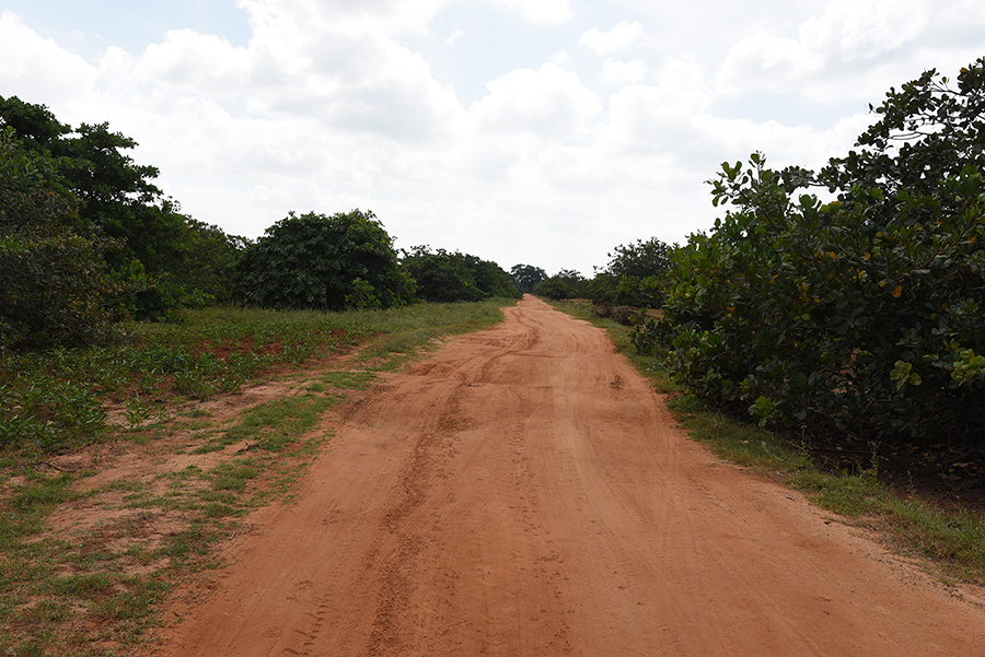 Way to Wilpattu National Park