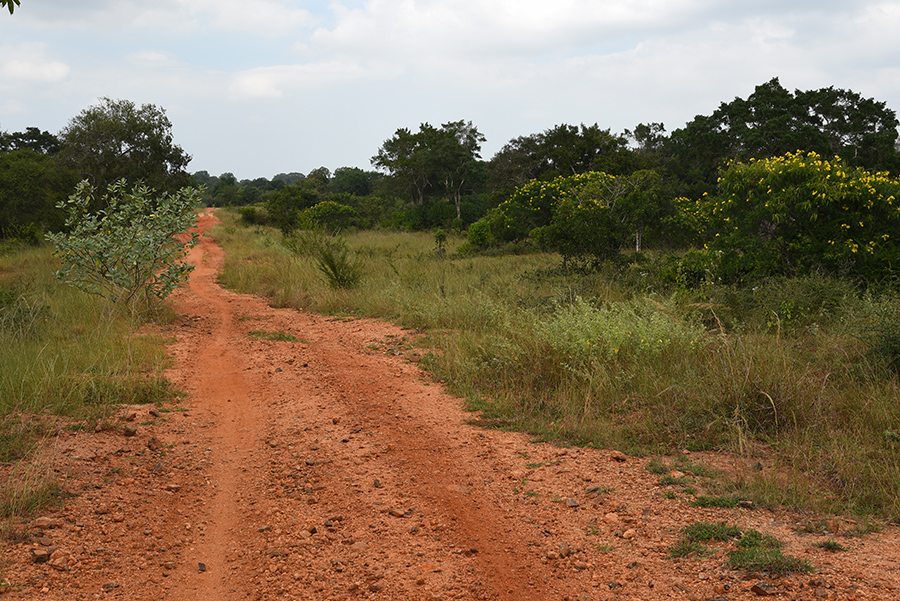 Wilpattu National Park dirty road