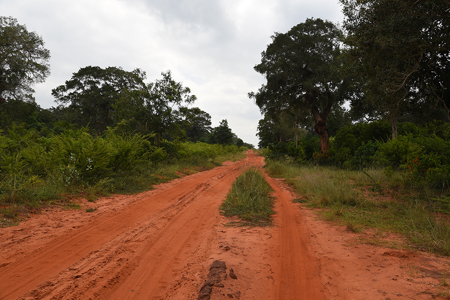 Wilpattu National Park dirty road