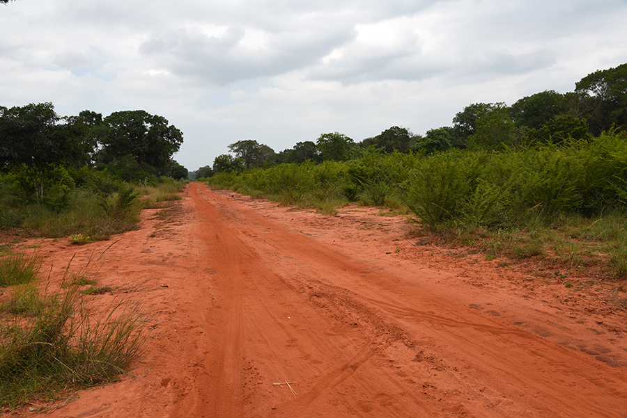 Wilpattu National Park dirty road