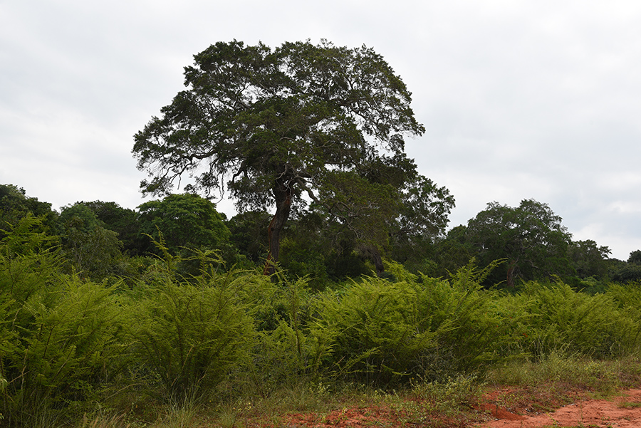 Wilpattu National Park 