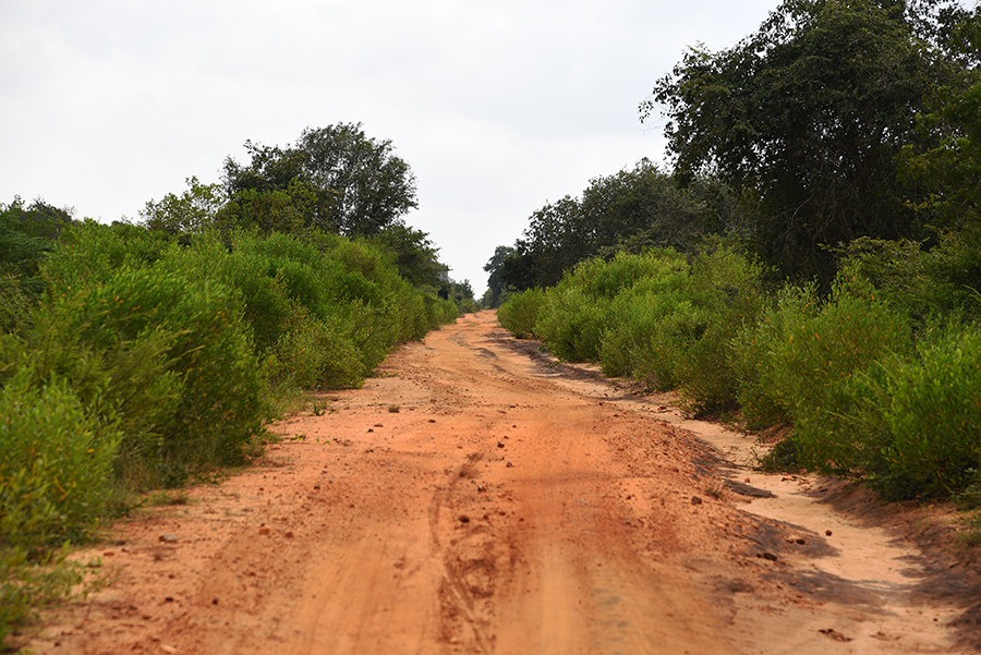 Wilpattu National Park dirty road