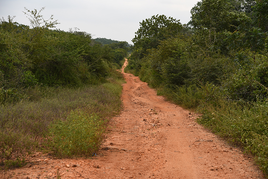 Wilpattu National Park dirty road