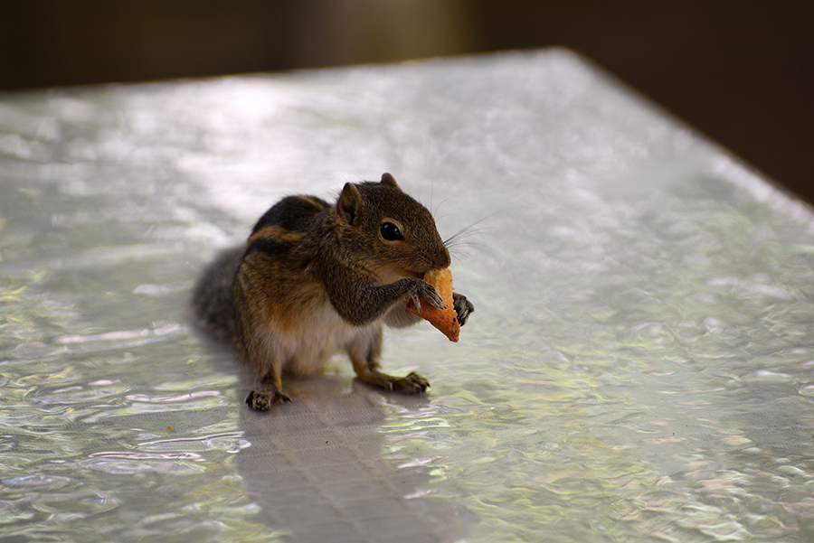 Cute visit on our breakfast table