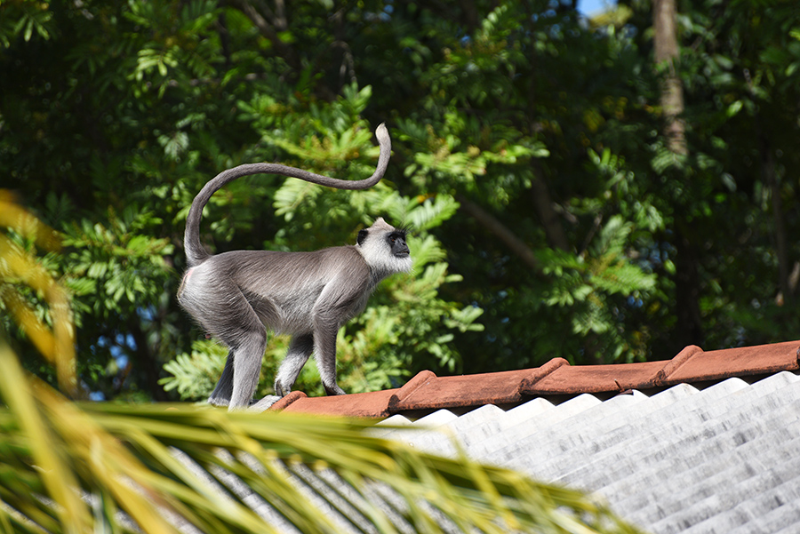 Monkey on the roof