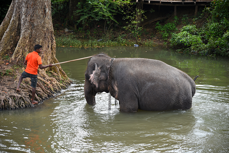 Into to the water for a bath