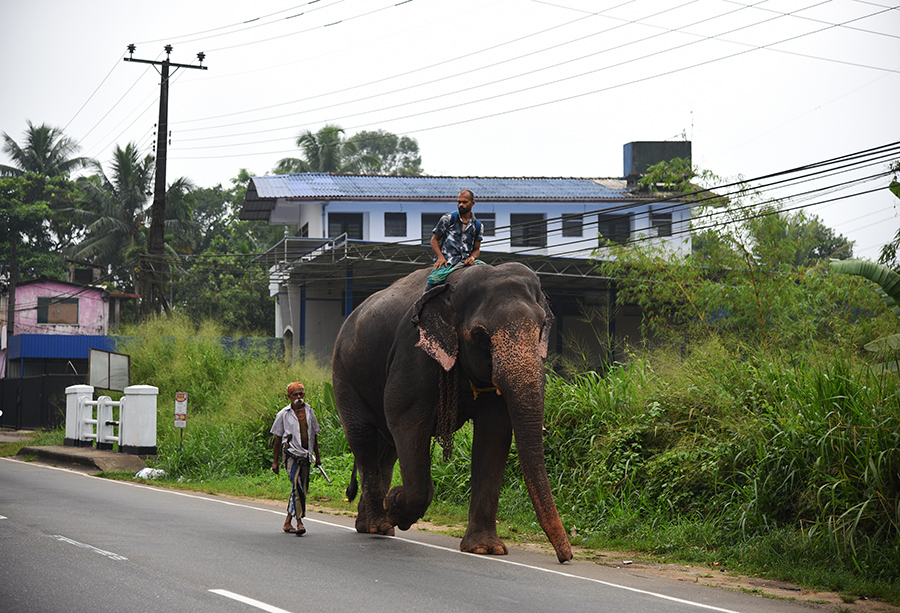 Elephant taxi