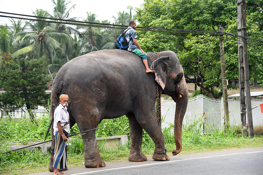 Elephant taxi