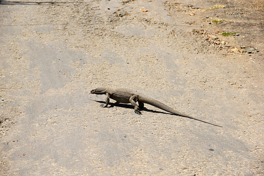 Water monitor