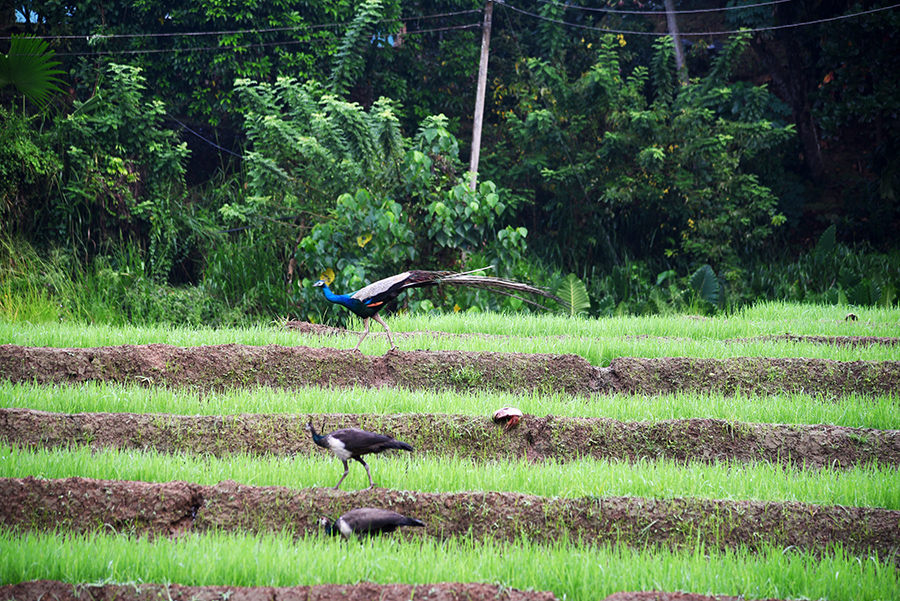 Many peacocks