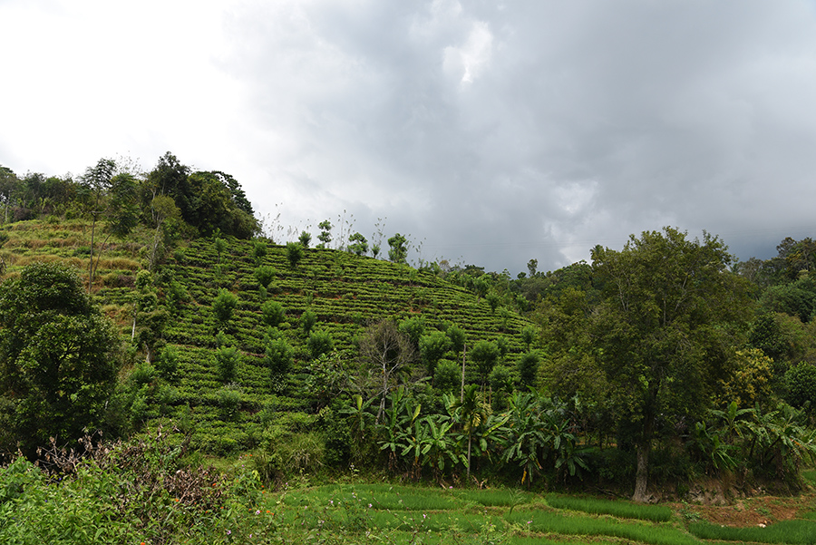 Tea plantation