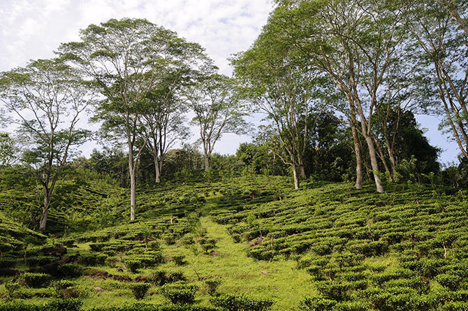 Tea plantation