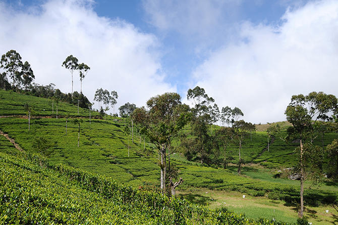 Tea plantation around Lipton´s seat