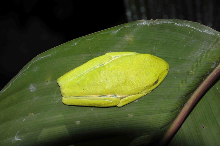 Female Red-eyed Tree Frog sleeping