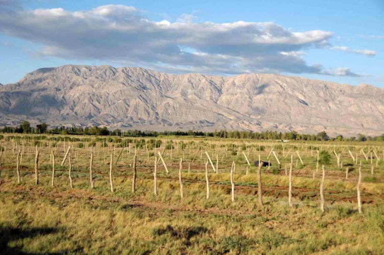 Vineyards and mountains