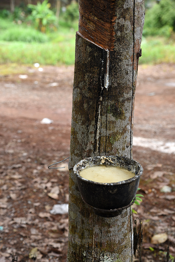  Rubber extraction