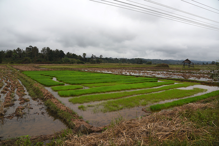 Rice fields
