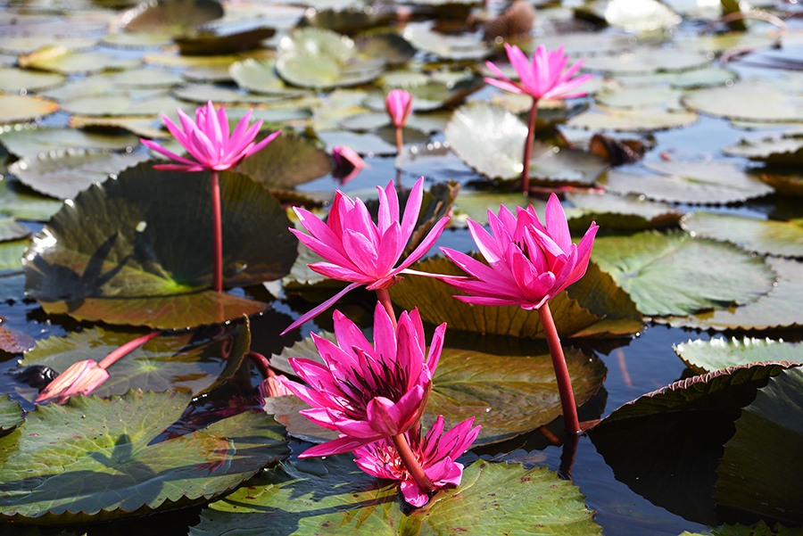 Red Lotus Lake