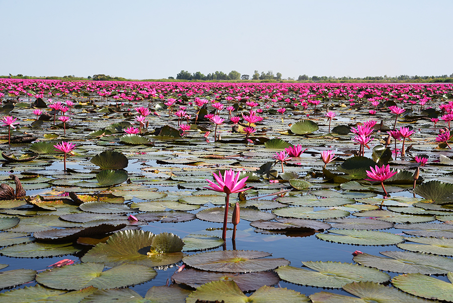 Red Lotus Lake