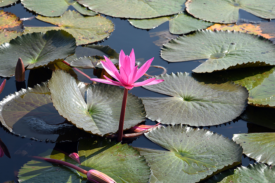 Red Lotus Lake