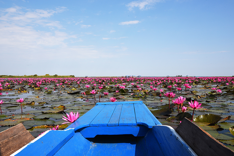 Red Lotus Lake