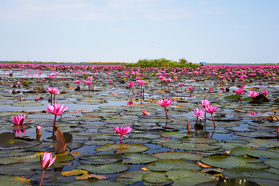 Red Lotus Lake