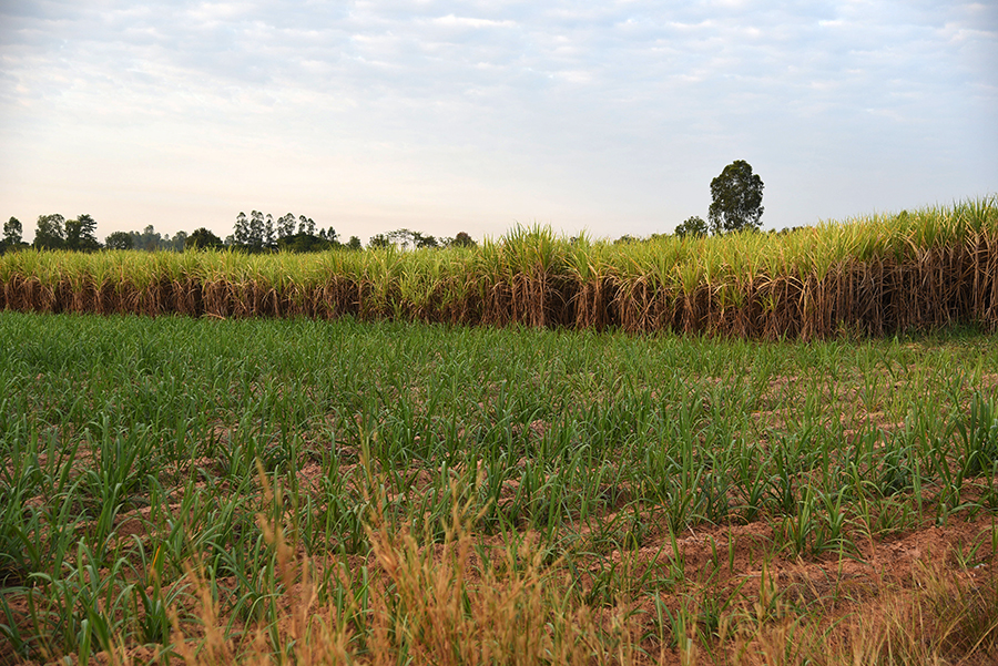 Sugar cane fields