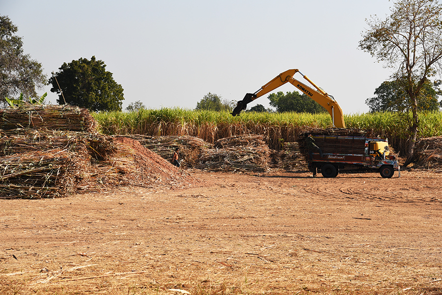 Sugar cane