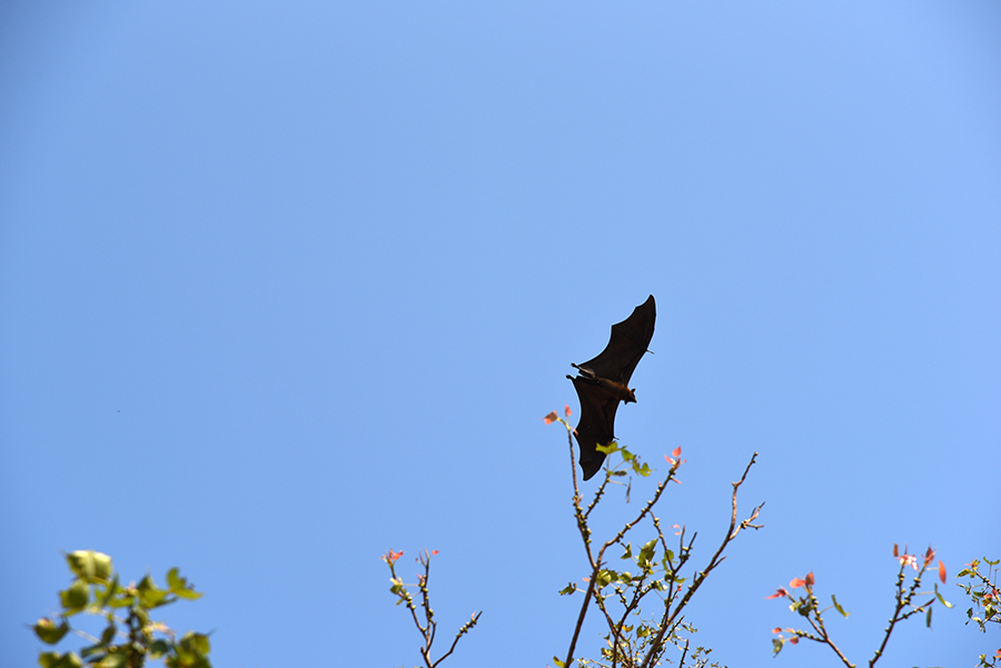 Flying fox (Pteropus vampyrus)