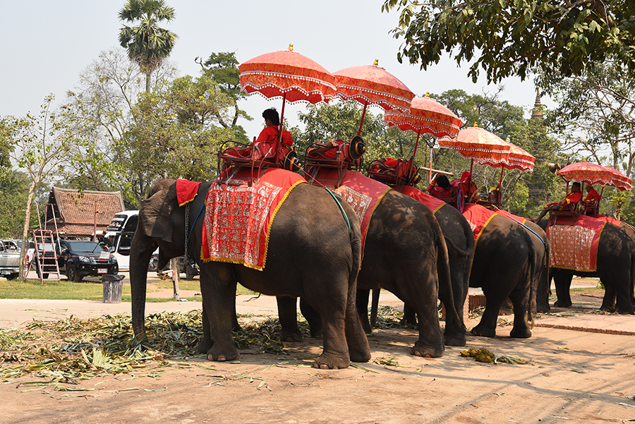 Elephants for the tourist