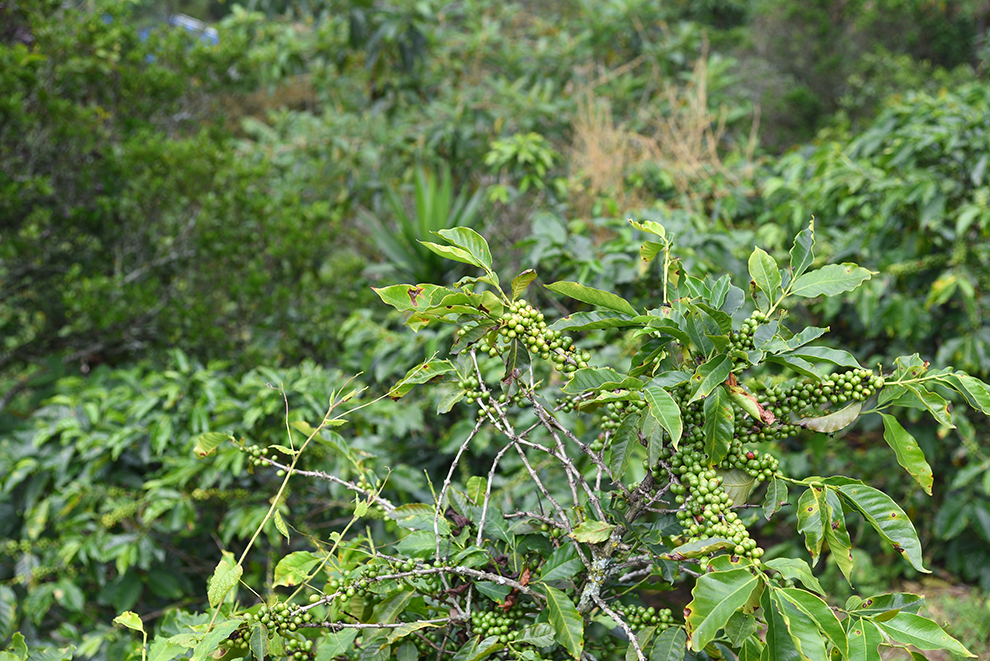 Coffee bushes