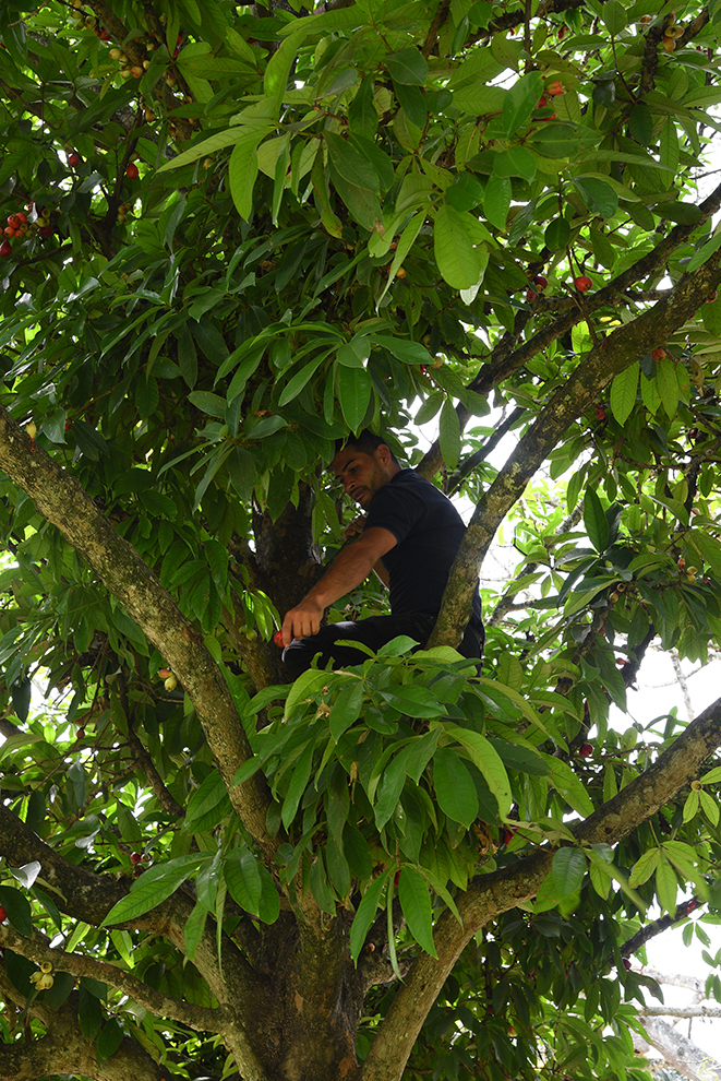 Fernando picking some fruits