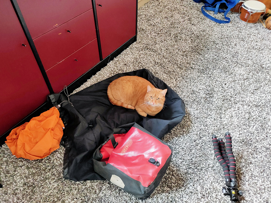 Ginger wants to come too